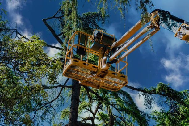 How Our Tree Care Process Works  in  Douglas, AZ